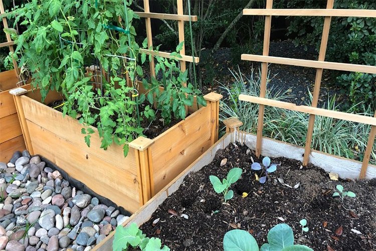 10 Easy Tips for Beginners on Home Gardening