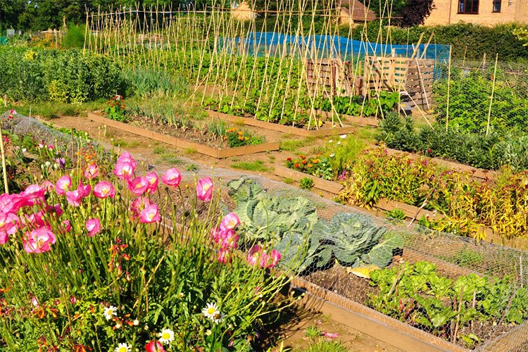 10 Easy Tips for Beginners on Home Gardening