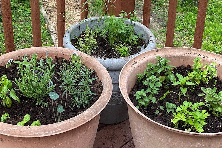 Beginner's Guide to Growing Herbs at Home