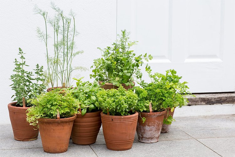 Beginner's Guide to Growing Herbs at Home