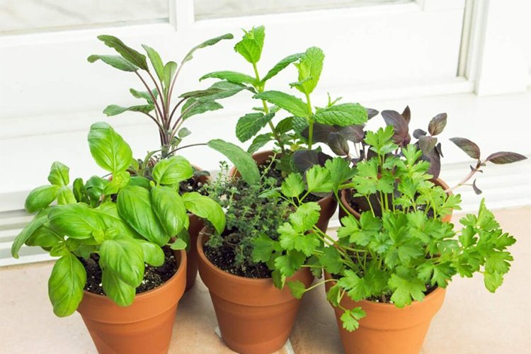 Beginner's Guide to Growing Herbs at Home