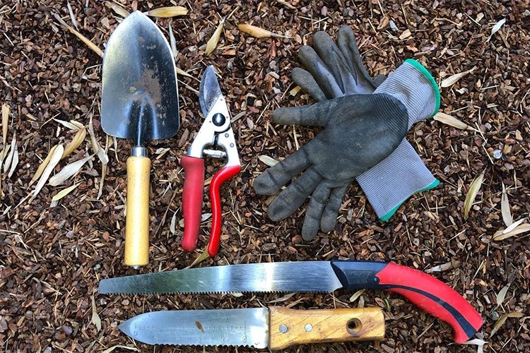 Essential Gardening Tools Every Homeowner Needs
