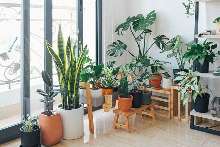 The 5 Best Houseplants That Improve Air Quality and Décor