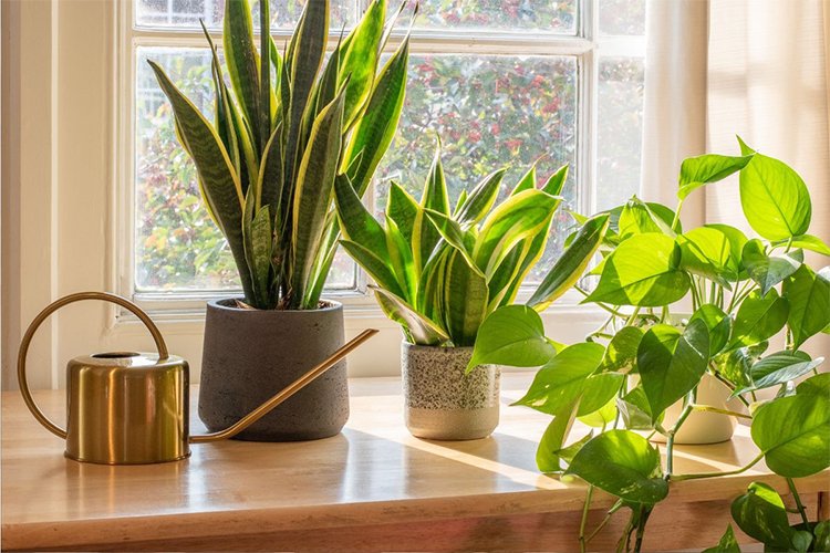 The 5 Best Houseplants That Improve Air Quality and Décor