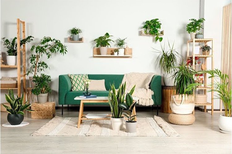 The 5 Best Houseplants That Improve Air Quality and Décor