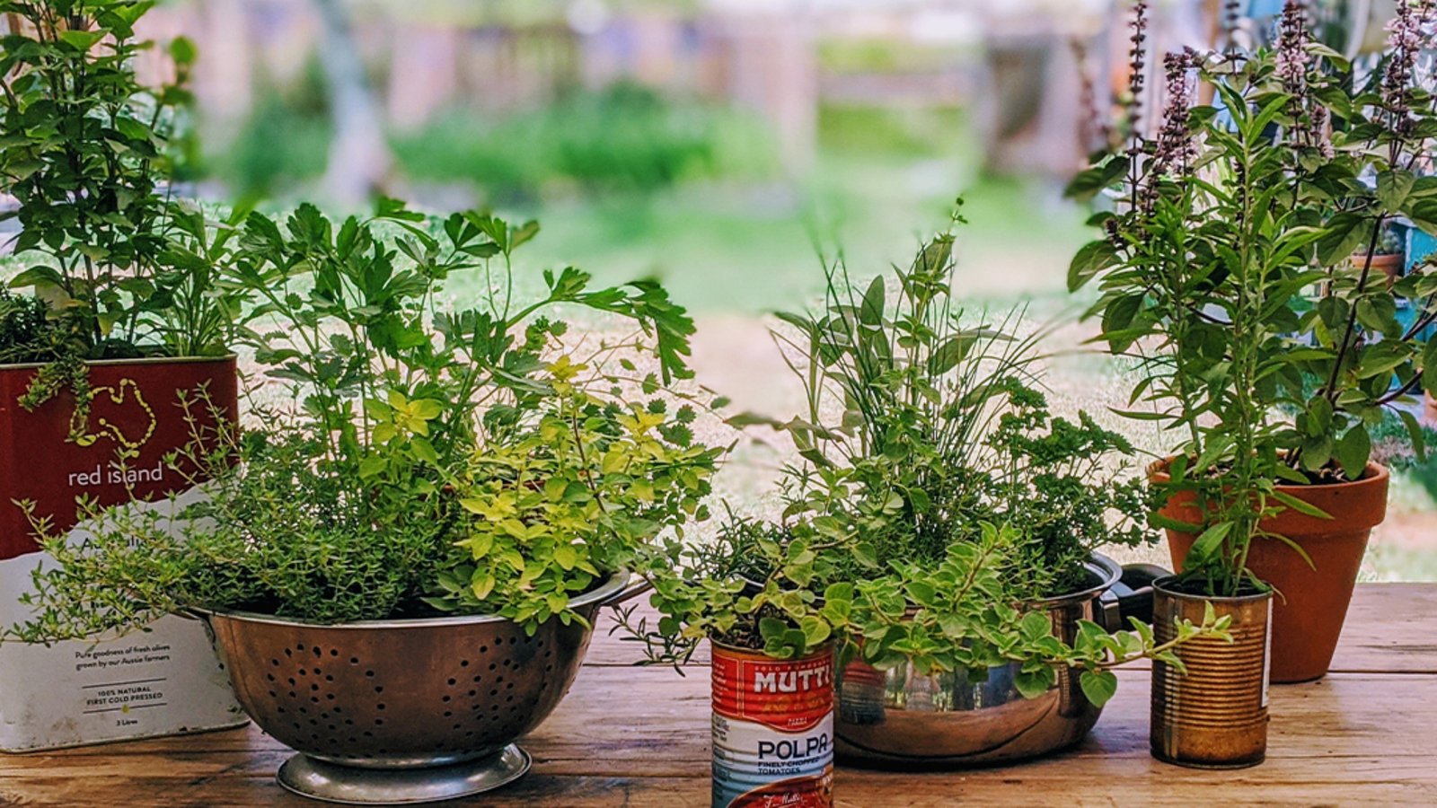Beginner's Guide to Growing Herbs at Home
