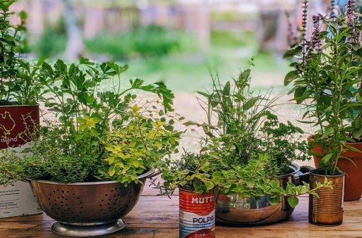 Beginner's Guide to Growing Herbs at Home