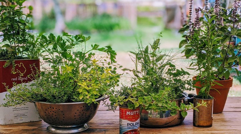 Beginner's Guide to Growing Herbs at Home