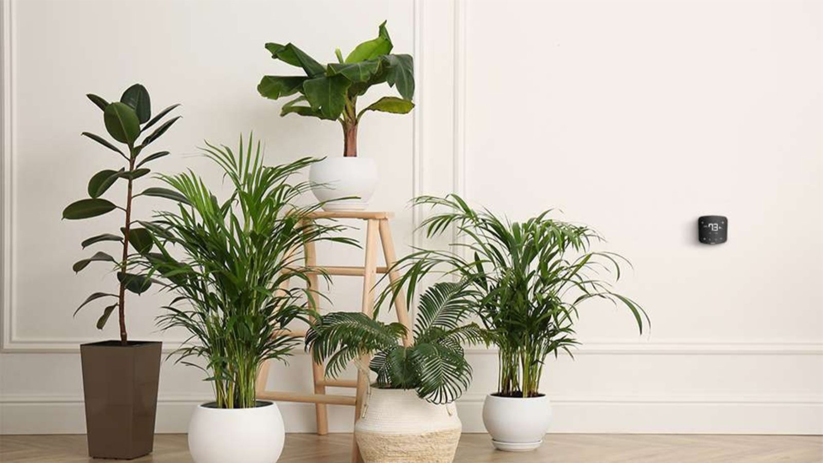 The 5 Best Houseplants That Improve Air Quality and Décor