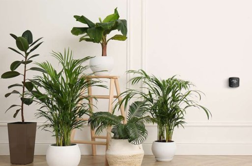 The 5 Best Houseplants That Improve Air Quality and Décor