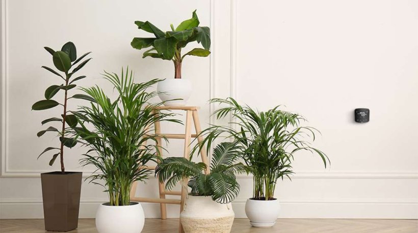 The 5 Best Houseplants That Improve Air Quality and Décor